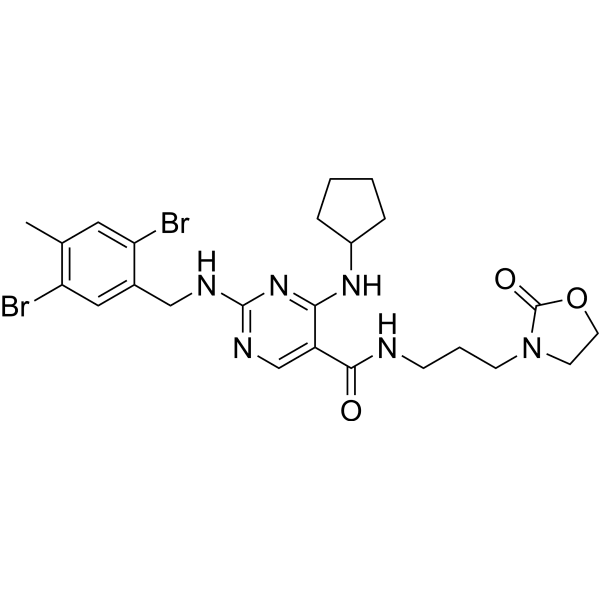 CASK-IN-1  Structure
