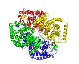 L-Lactic dehydrogenase (rabbit muscle) Structure