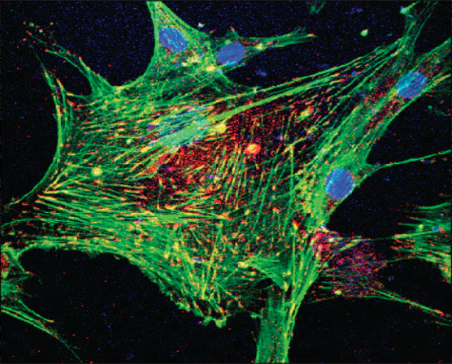 FITC Phalloidin  Structure